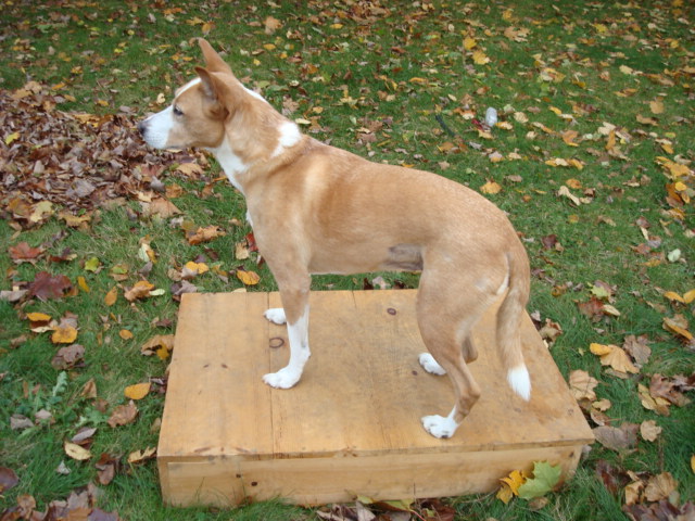 dog training box